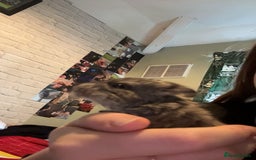 Chinchilla rodents for sale: Baby chinchillas  - Image 6