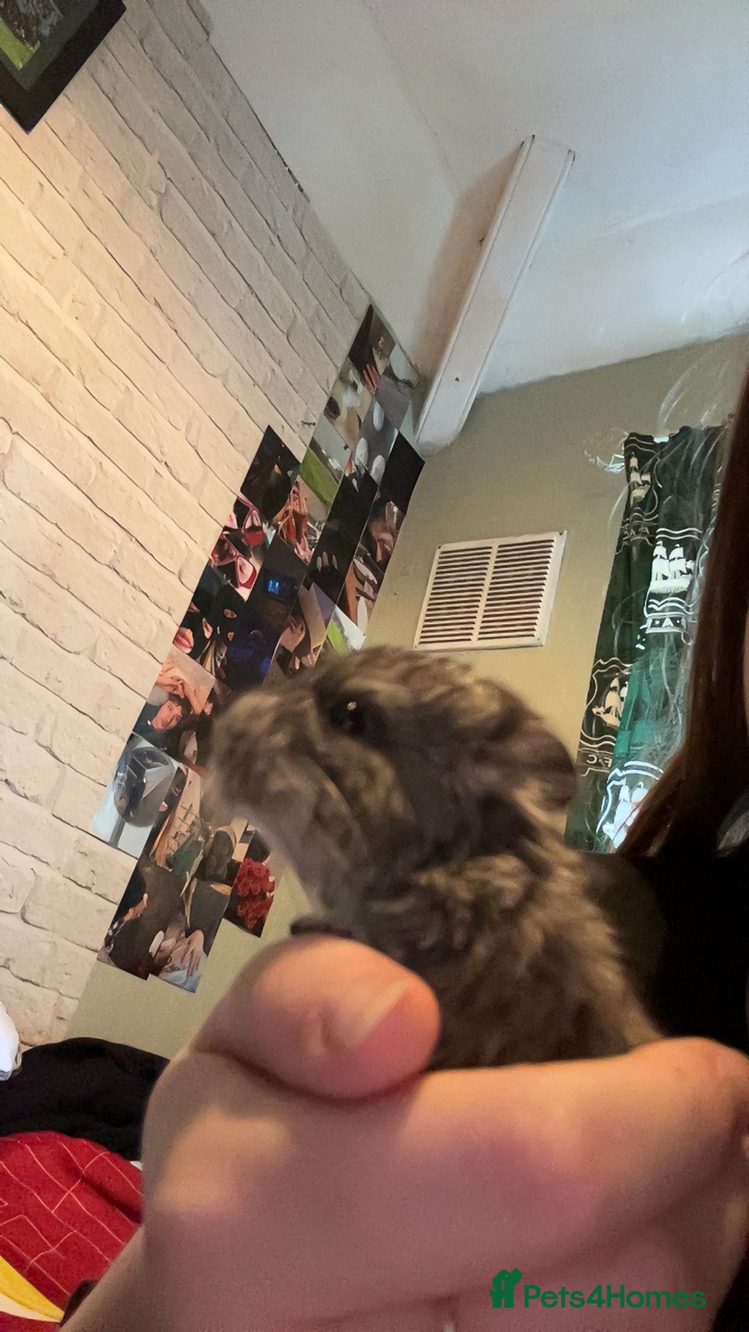 Chinchilla rodents for sale: Baby chinchillas  - Image 6