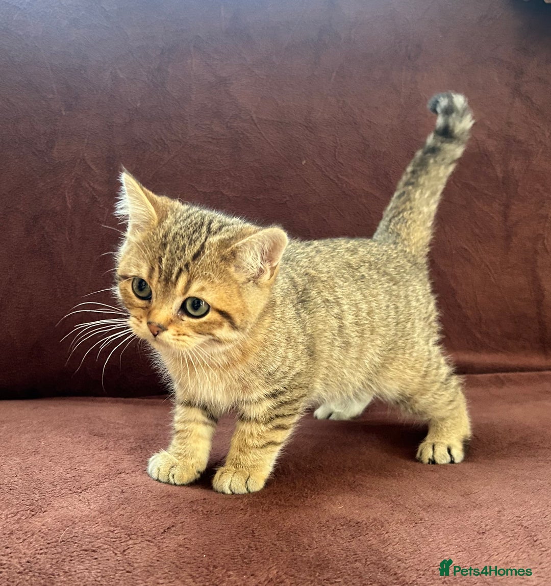 British Shorthair cats for sale: British shorthair Chocolate Boy - Advert 3
