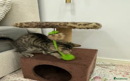 Mixed Breed cats for sale: Kitten for sale - Image 3