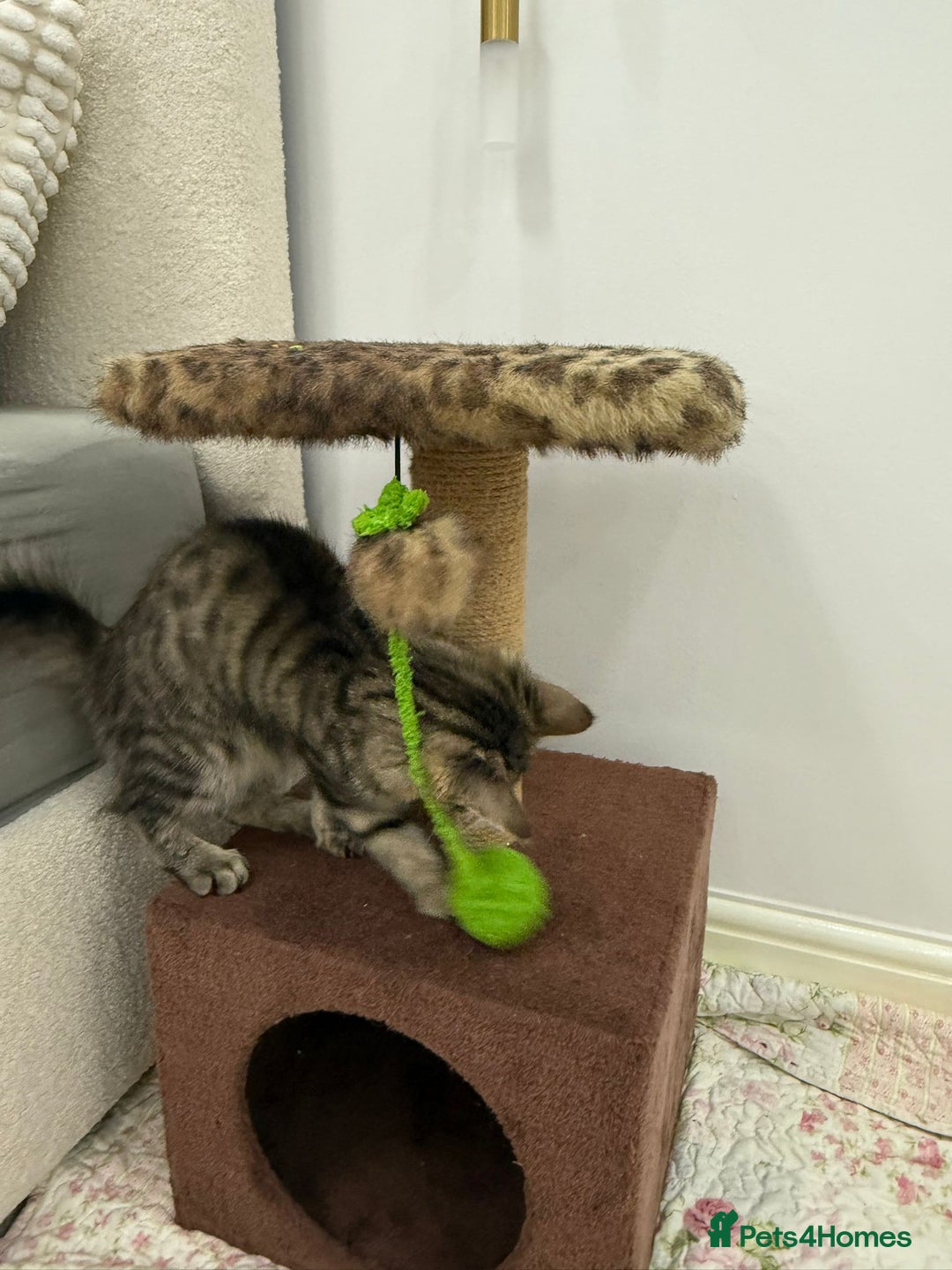 Mixed Breed cats for sale: Kitten for sale - Image 3