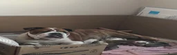 English Bulldog dogs for sale: Beautiful English bulldog litter ❤️ - Advert 2
