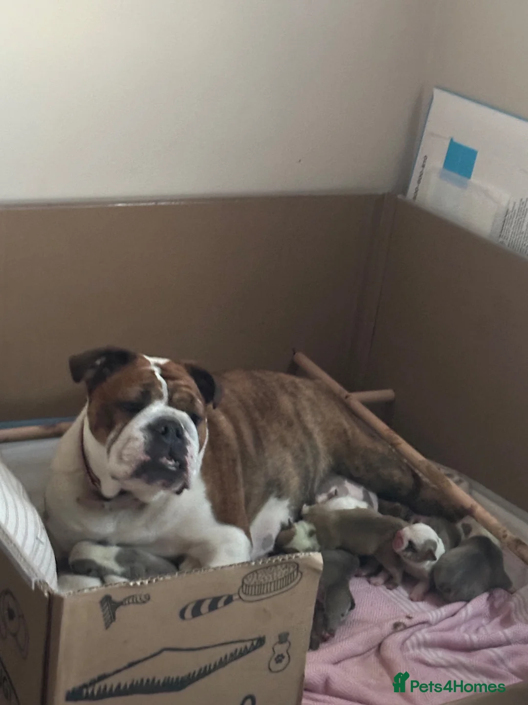 English Bulldog dogs for sale: Beautiful English bulldog litter ❤️ - Advert 2