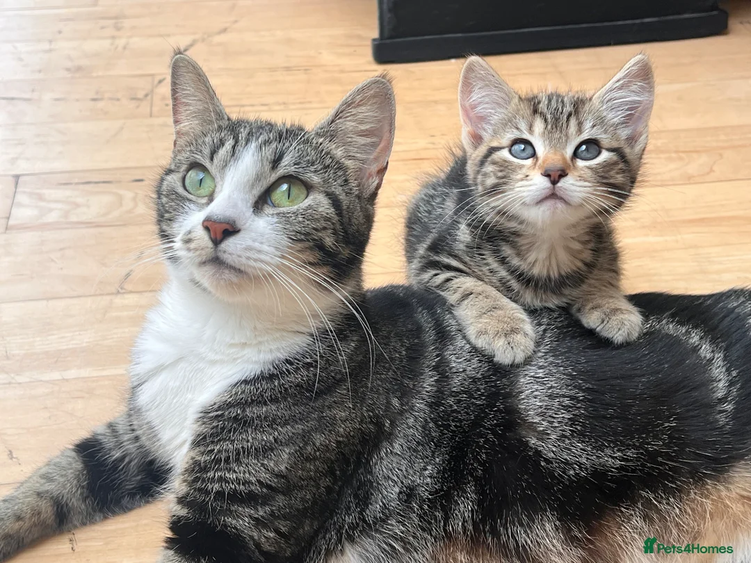 Mixed Breed cats for sale: Beautiful kittens ready to go to a loving home in Teddington - Advert 6