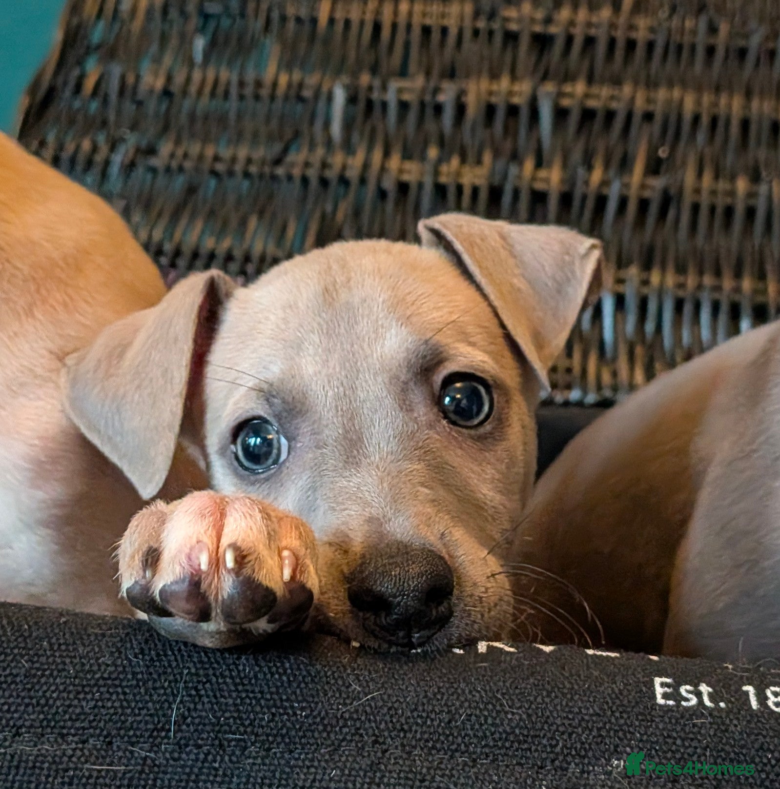 Italian Greyhound dogs **READY NOW** BEAUTIFUL IGGY'S  - Advert 2