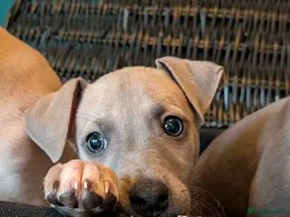 Italian Greyhound dogs **READY NOW** BEAUTIFUL IGGY'S - Advert 2