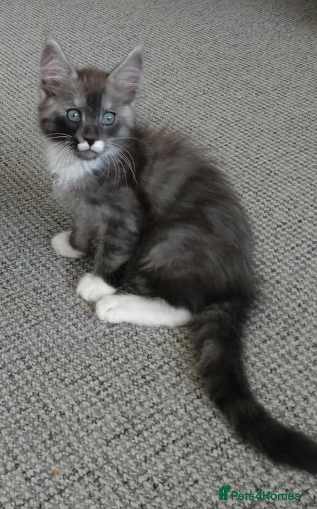 Maine Coon cats for sale: Maine Coon - Image 5