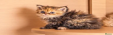  Longhair Tortoiseshell/Calico Girl