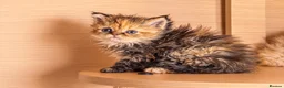 Selkirk Rex cats for sale: Beautiful litter of longhair Selkirk Rex kittens - Advert 23