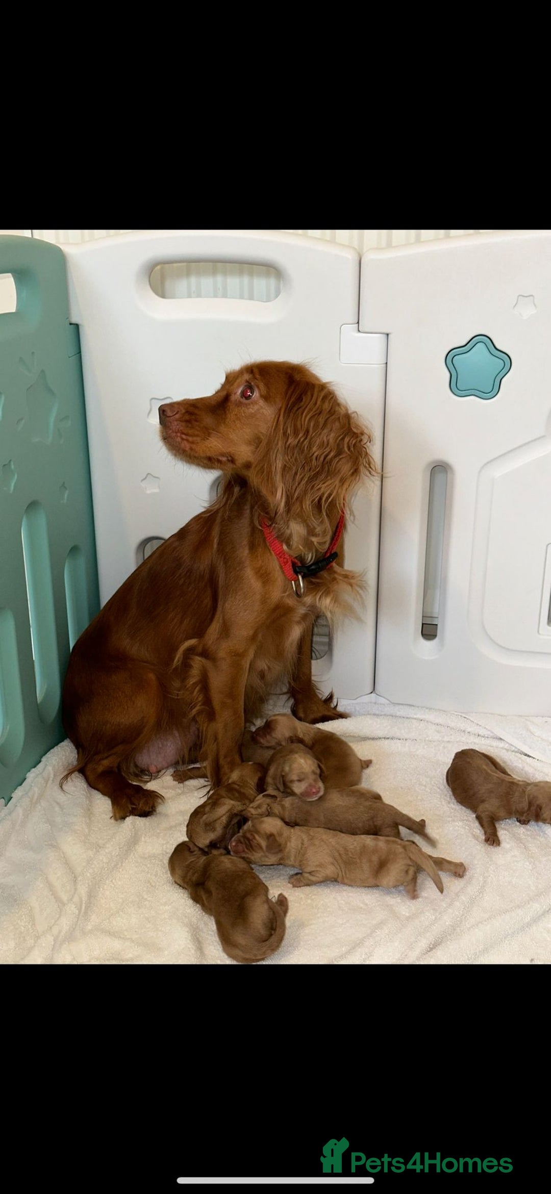 Cockapoo dogs for sale: Gorgeous last cockapoo boy available - ready to go - Image 6