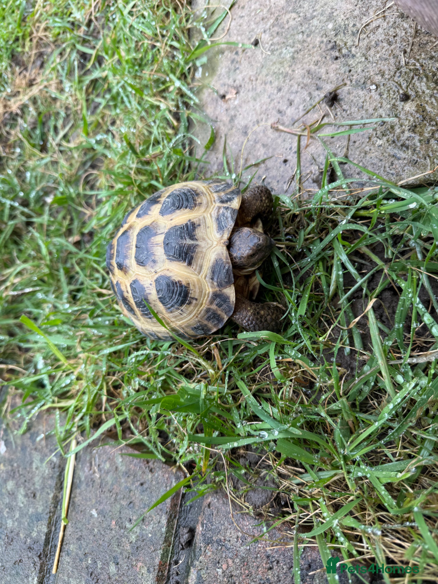 Tortoise reptiles Male horsefield tortoise - Advert 2