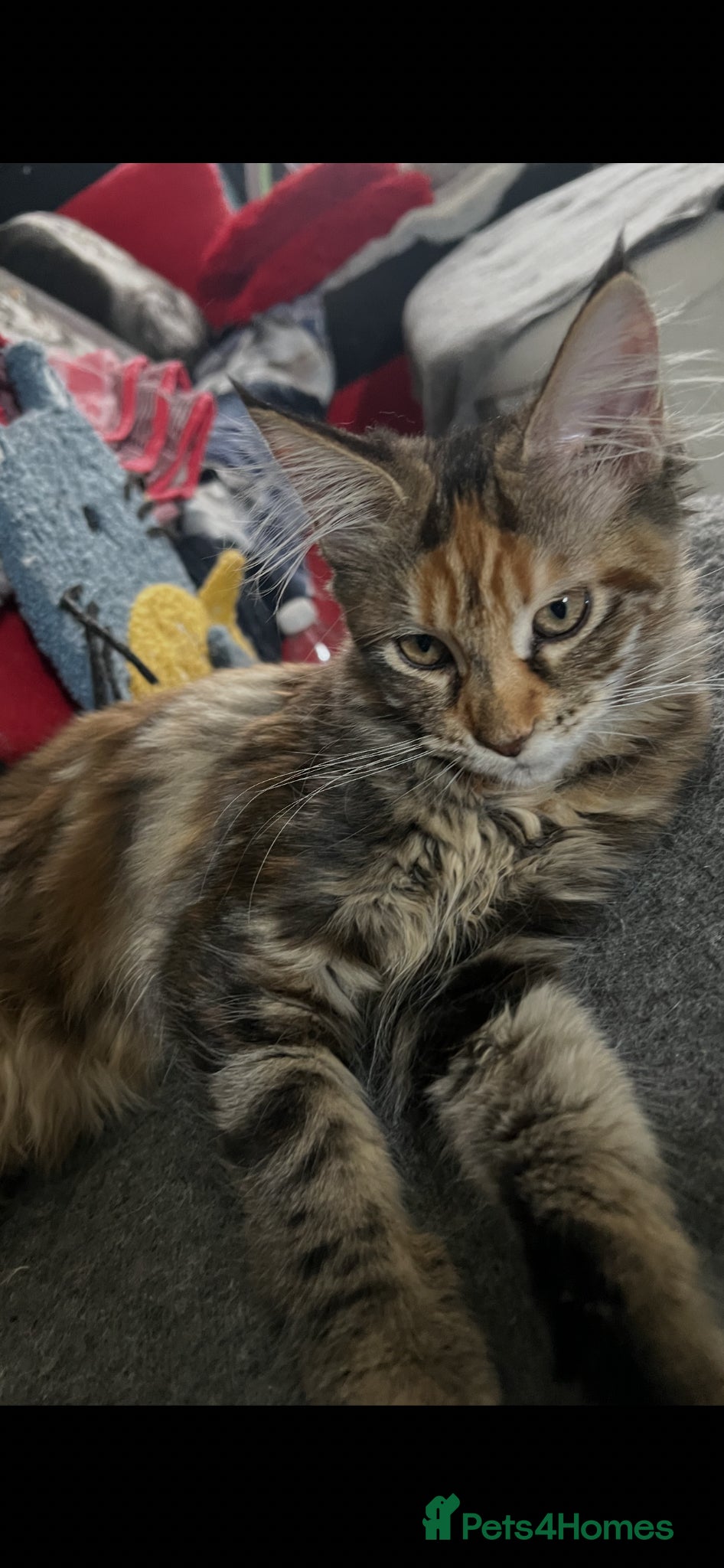 Maine Coon cats for sale: Last two girls.Reduced price.MC kittens  - Advert 7