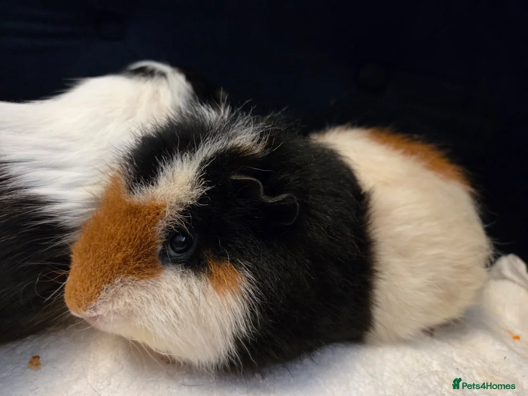 Guinea Pig rodents for sale: 2 year old male guinea pig pair in Knaresborough - Advert 8