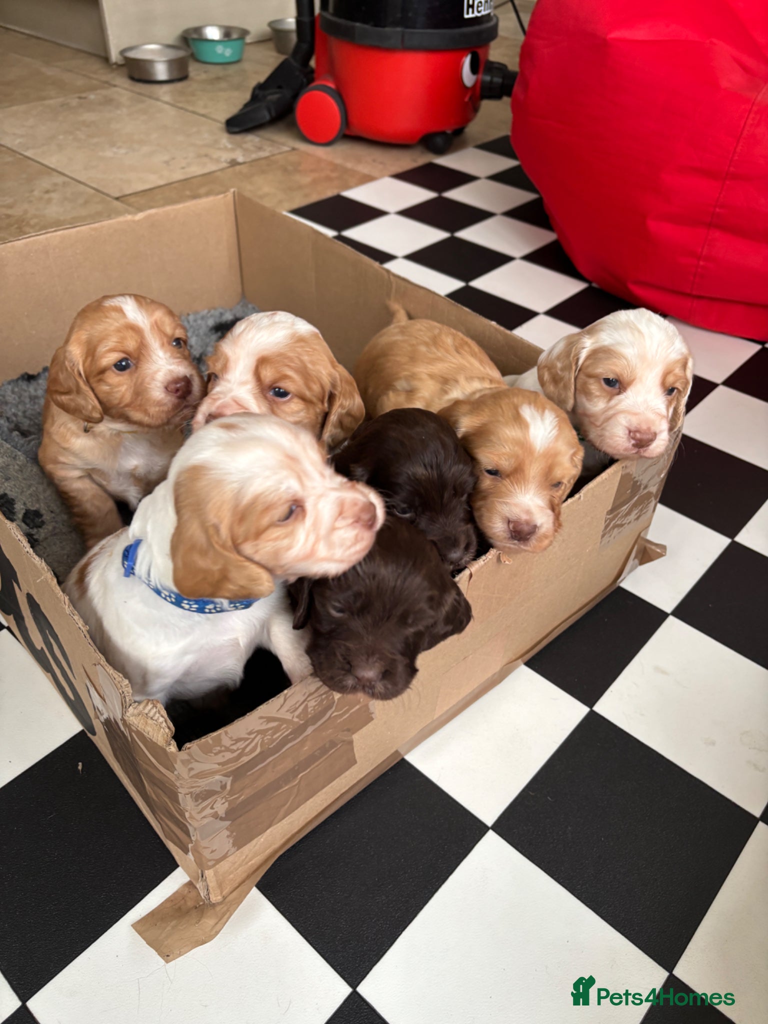 Sprocker dogs Healthy sprocker pups looking for loving homes - Advert 2