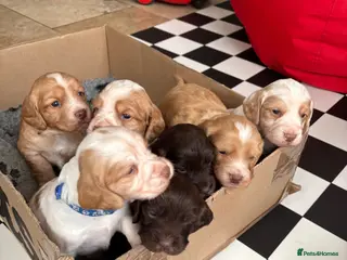 Sprocker dogs Healthy sprocker pups looking for loving homes - Advert 2