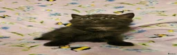 British Shorthair cats for sale:  READY NOW Brittish shorthair kittens - Advert 9