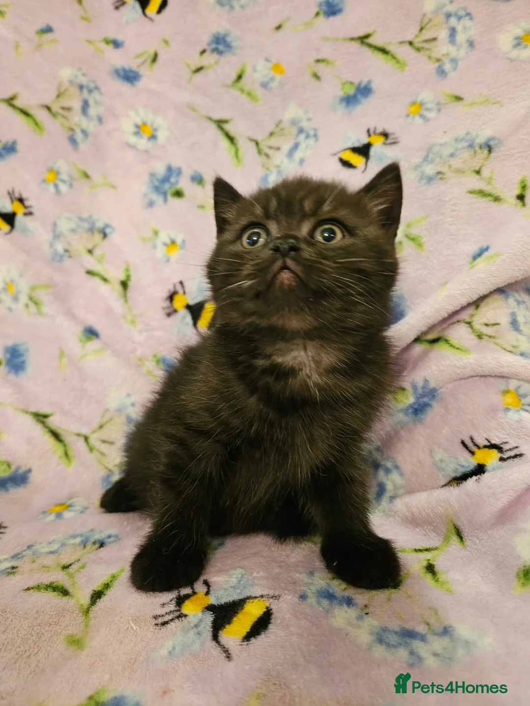 British Shorthair cats for sale:  READY NOW Brittish shorthair kittens - Advert 9