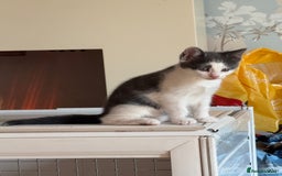 Mixed Breed cats for sale: Beautiful kittens ready now  - Image 1
