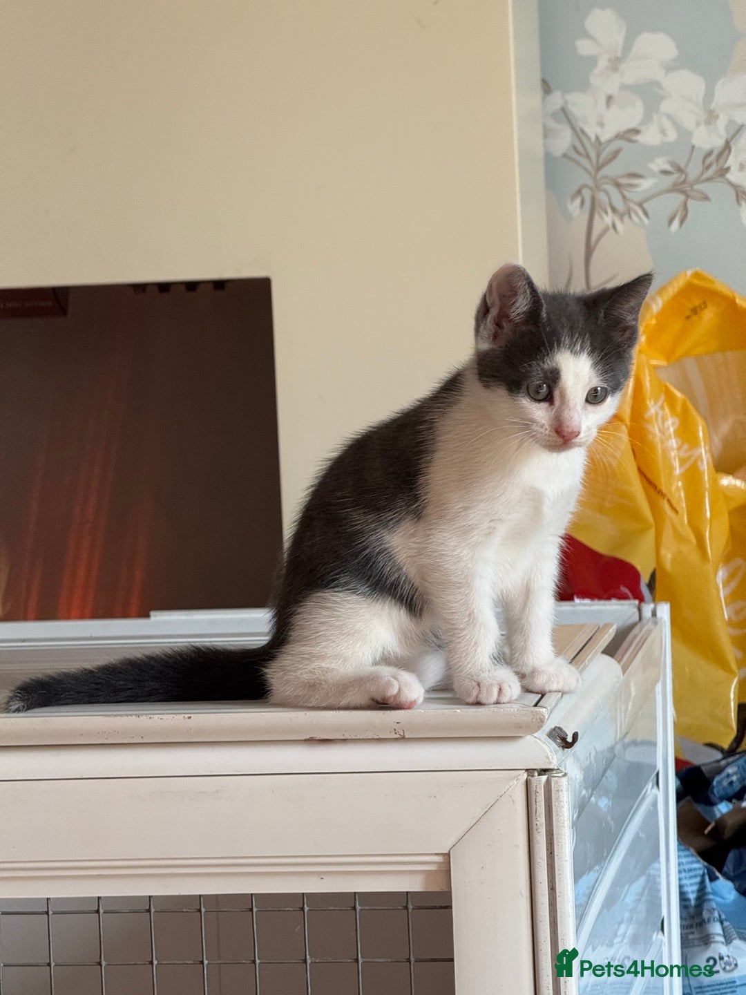 Mixed Breed cats for sale: Beautiful kittens ready now  - Image 1