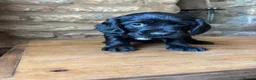 Cocker Spaniel dogs for sale: Ready to go 01/09! Gorgeous Working Cockers   - Advert 4