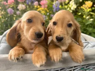 Dachshund dogs KC miniature long hair cream dachshund for sale - Advert 12