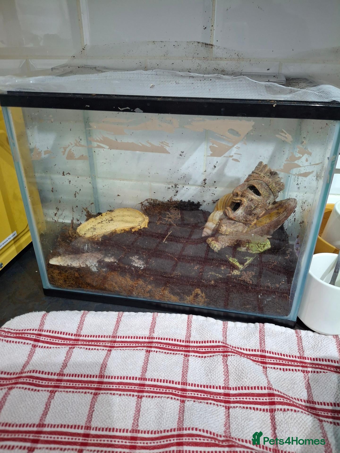 Snails invertebrates Giant land snail for sale  - Advert 1