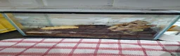 Snails invertebrates for sale: Giant land snail for sale  in Foxton - Advert 1