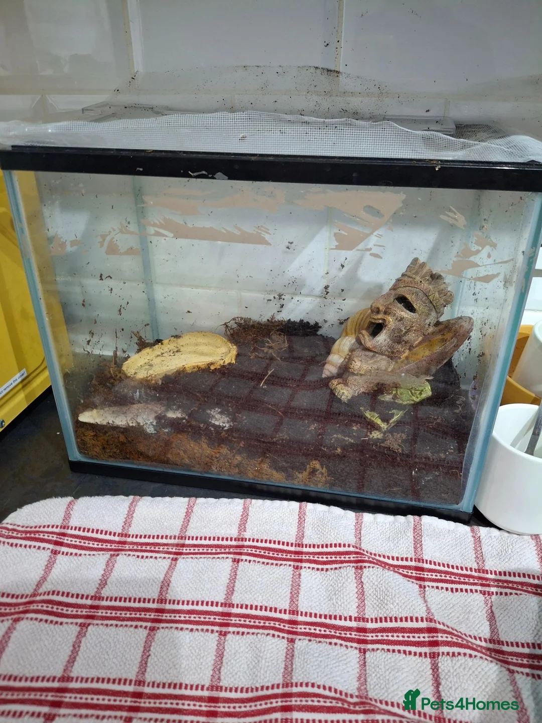 Snails invertebrates for sale: Giant land snail for sale  in Foxton - Advert 1