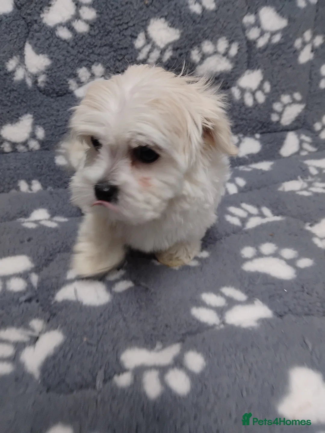 Maltese dogs for sale: Maltese female puppy - Advert 4
