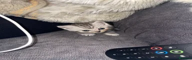 Scottish Fold 3