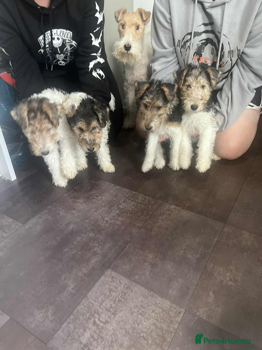 Fox Terrier dogs for sale: Wirefox terrier puppies KC registered READY NOW - Image 8