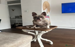 French Bulldog dogs for sale: female merle French bulldog - Image 3