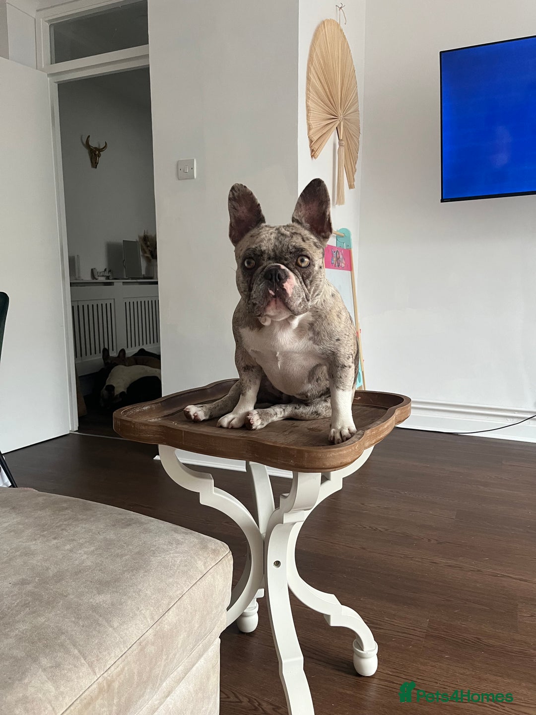 French Bulldog dogs for sale: female merle French bulldog - Image 3