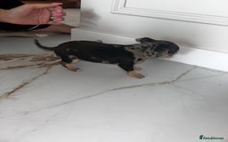 Chihuahua dogs for sale: 3/4 chihuahua 1/4 jack russell - Image 9