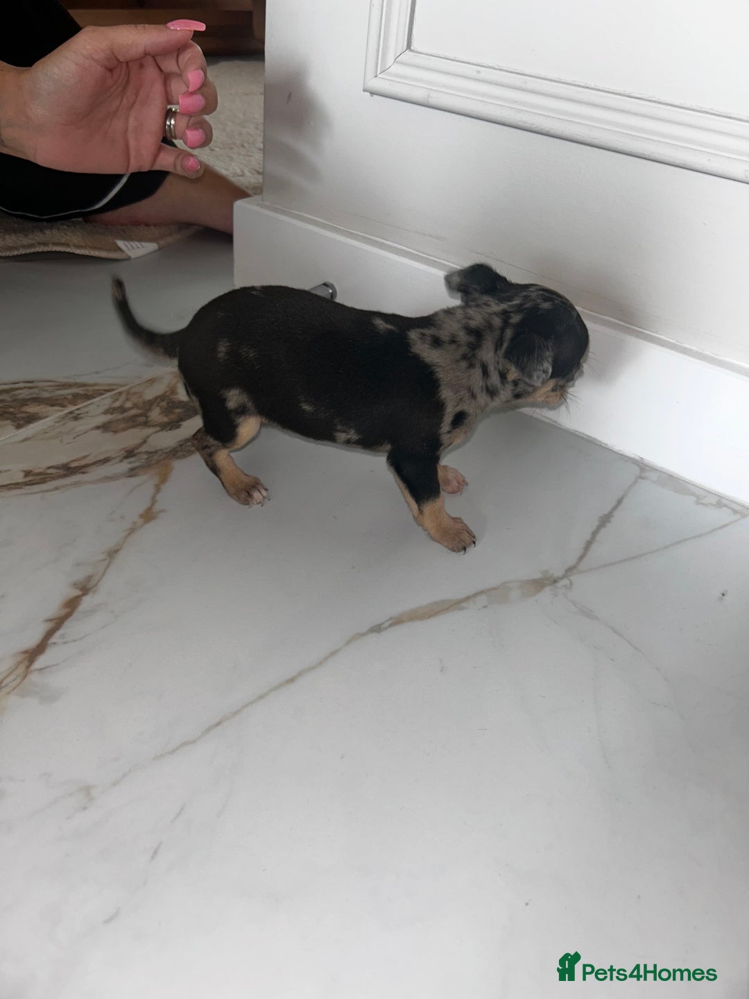 Chihuahua dogs for sale: 3/4 chihuahua 1/4 jack russell - Image 9