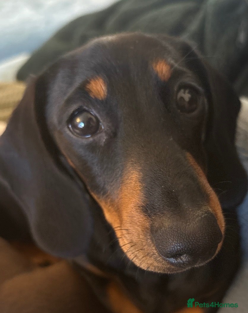 Miniature Dachshund dogs Miniture dachshund - Advert 18