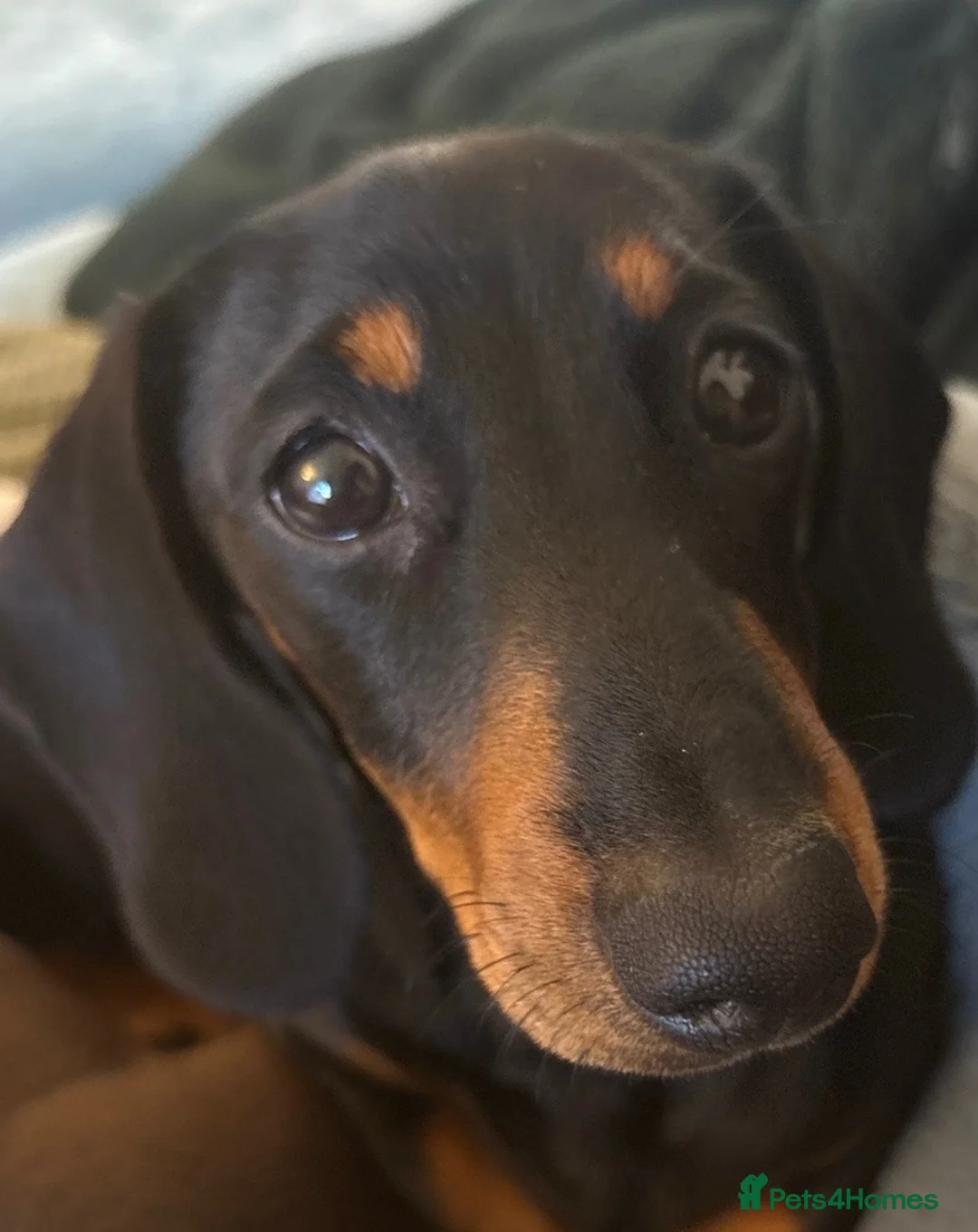 Miniature Dachshund dogs for sale: Miniture dachshund in Seaton - Advert 1