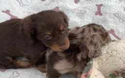 Miniature Dachshund dogs for sale: Miniature Dachshund Puppies - 2 Boys & 3 Girls - Image 6