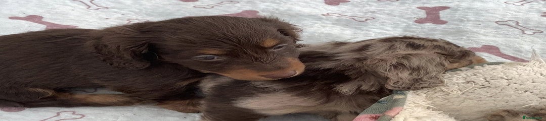 Miniature Dachshund Puppy 5