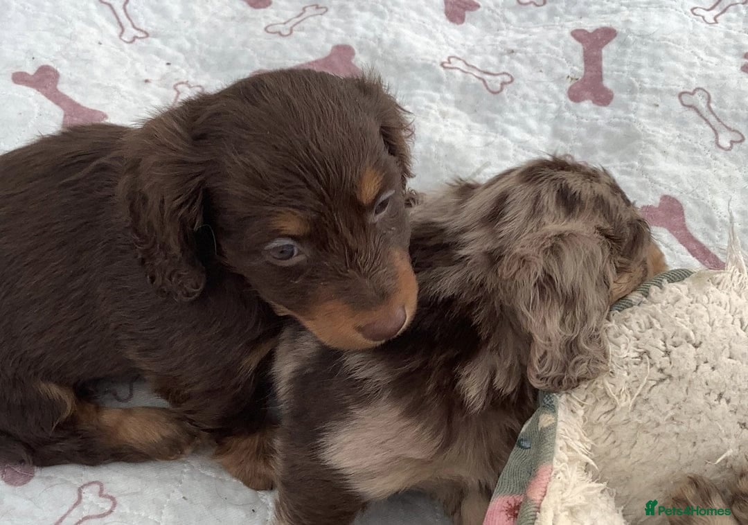 Miniature Dachshund dogs for sale: Miniature Dachshund Puppies - 2 Boys & 3 Girls - Image 6