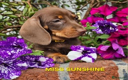 Dachshund dogs for sale: LAST 2!! Chocolate Dachsunds. Champion Lineage! in Worksop - Image 2