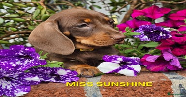 Dachshund dogs in Worksop - Advert 7
