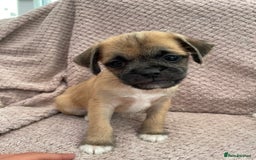 Mixed Breed dogs for sale: PUGAPOO 3 LEFT READY NOW  - Image 25