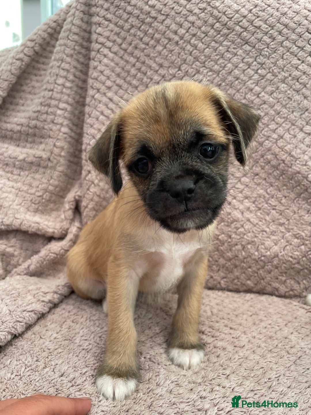 Mixed Breed dogs for sale: PUGAPOO 3 LEFT READY NOW  - Image 25