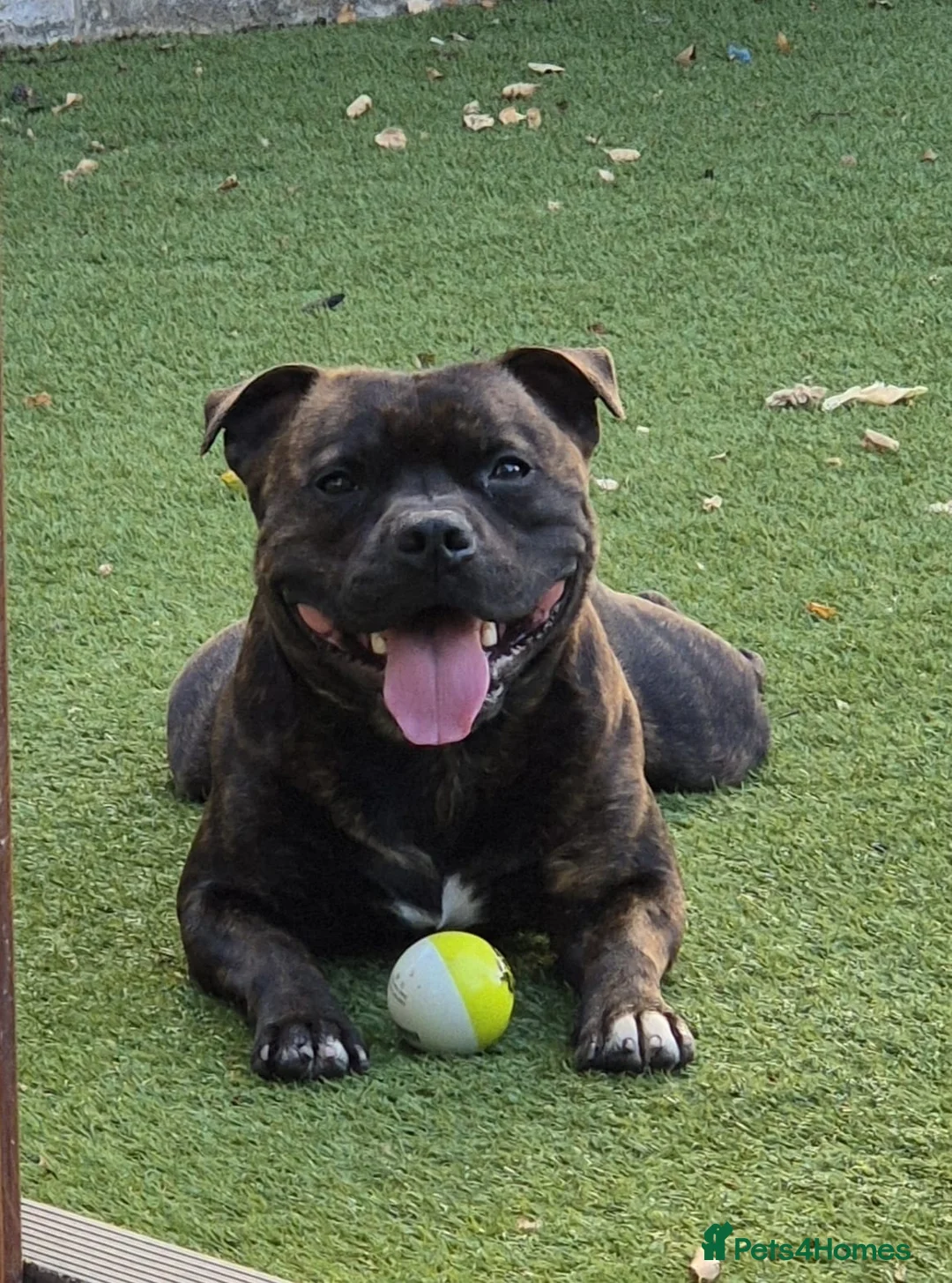 Staffordshire Bull Terrier dogs for sale: FUTURE LITTER ANNOUNCEMENT - Advert 5