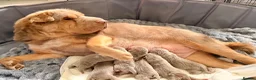 Shar Pei dogs for sale: KC REGISTERED RARE LILAC TAN SHAR-PEI - Advert 37