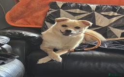 Mixed Breed dogs for adoption: 🍉Pipin🍉 for adoption, fostered in GLASGOW - Image 3