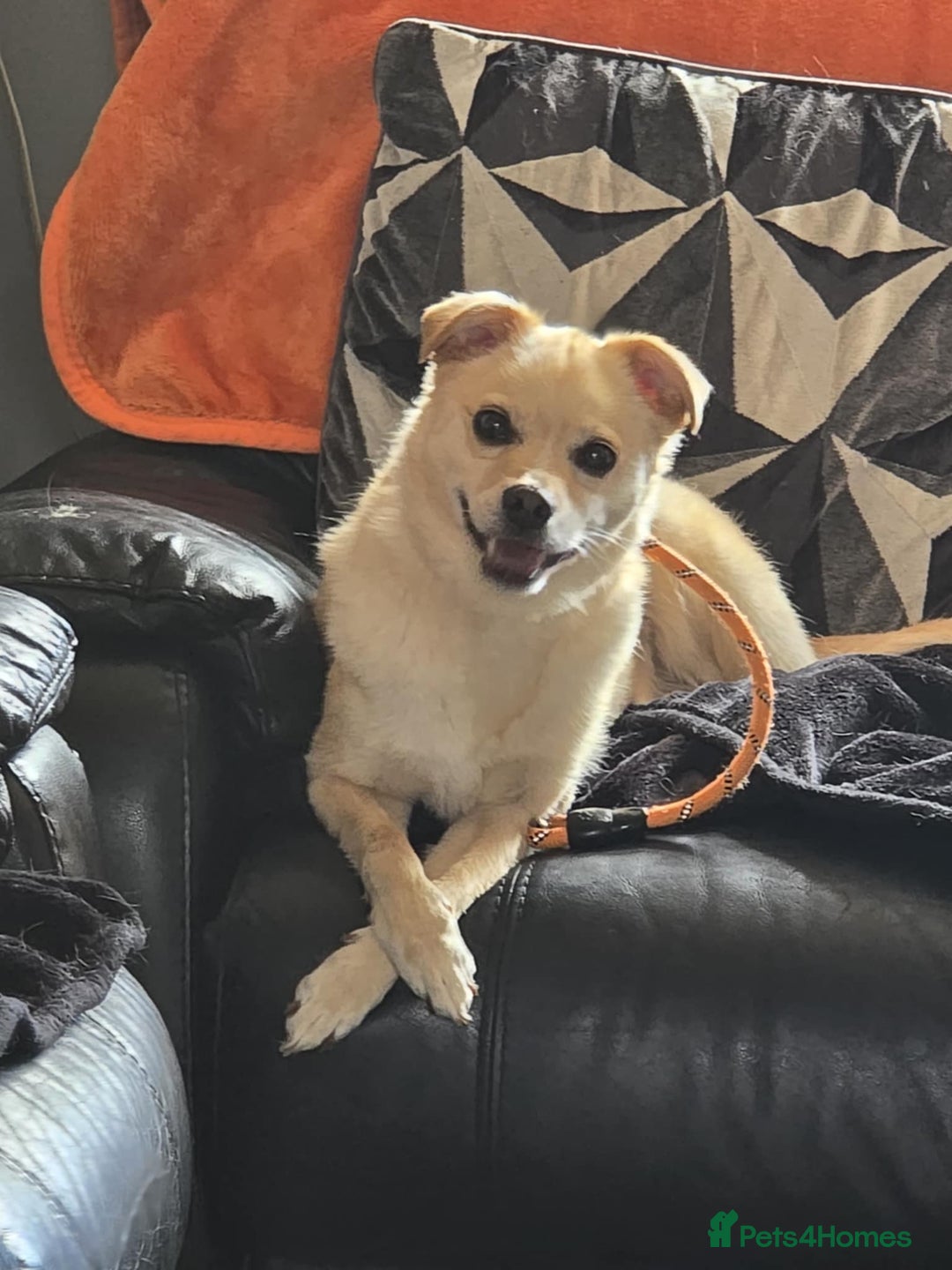 Mixed Breed dogs for adoption: 🍉Pipin🍉 for adoption, fostered in GLASGOW - Image 3