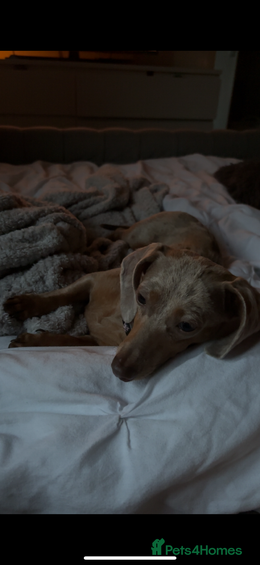 Miniature Dachshund dogs for sale: Girl miniature dachshund - Image 1