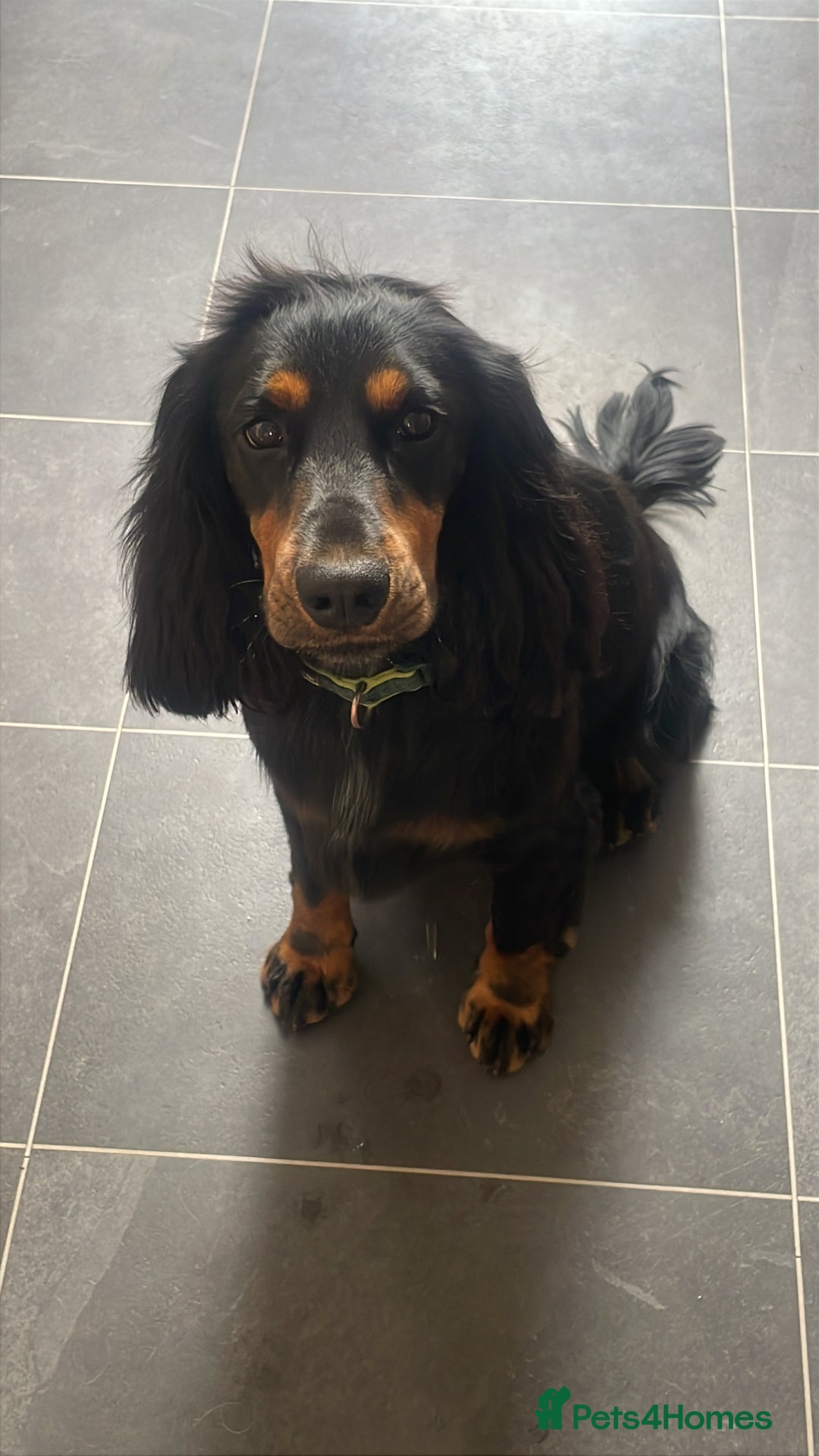 Cocker Spaniel dogs for sale: Beautiful 2 old male cocker spaniel  - Advert 4